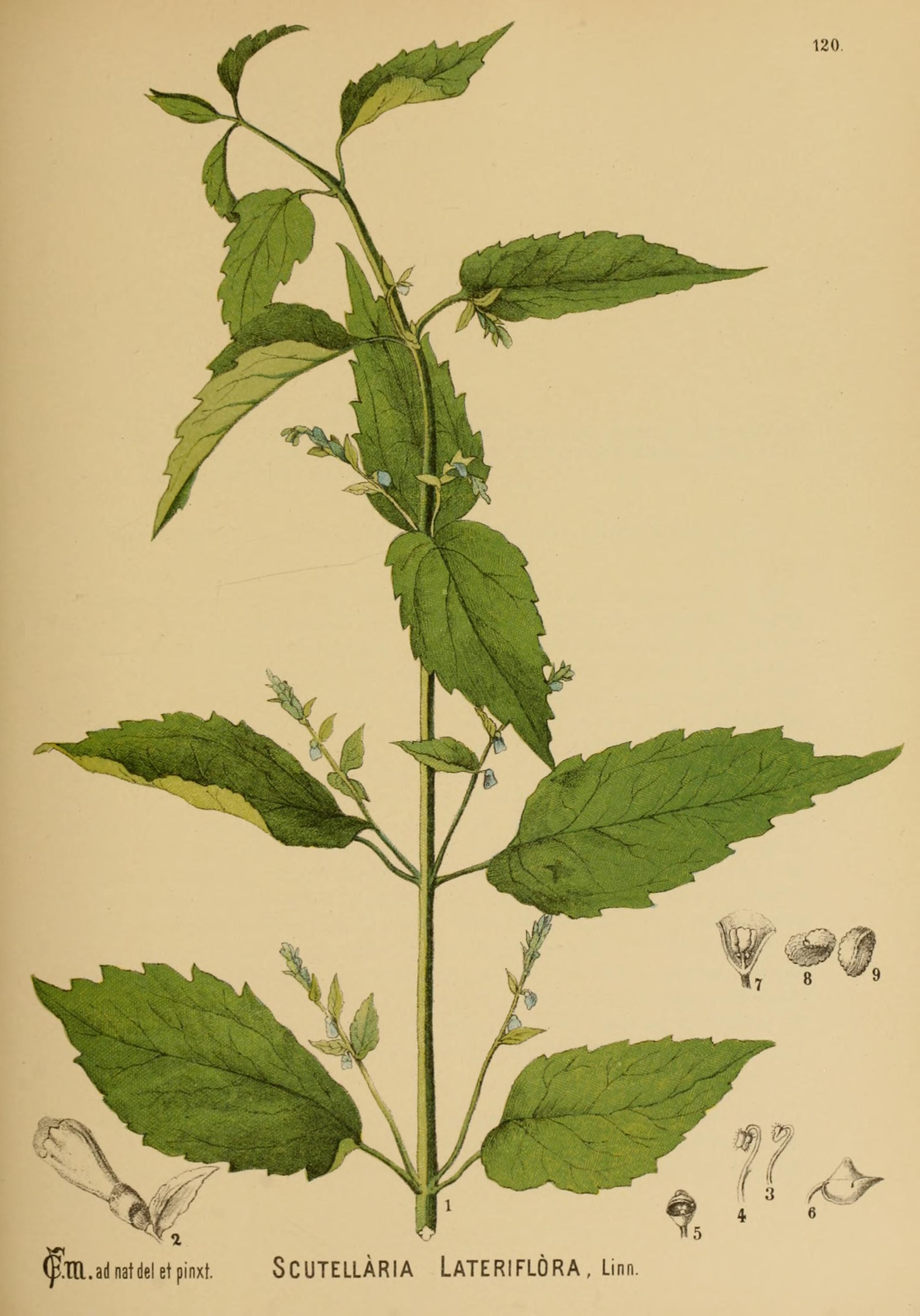skullcap uk