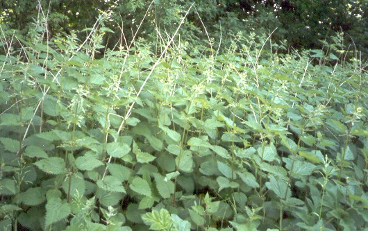 Stinging+plants