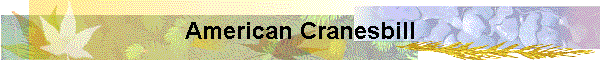 American Cranesbill