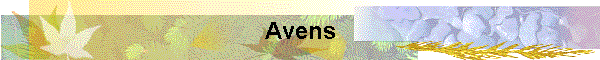 Avens