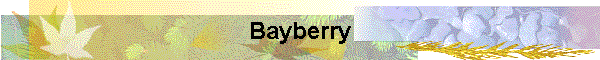 Bayberry