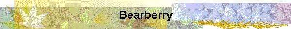 Bearberry