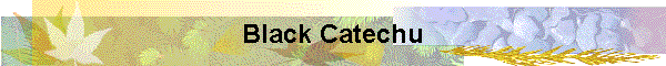 Black Catechu