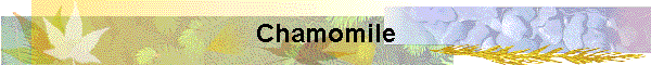 Chamomile