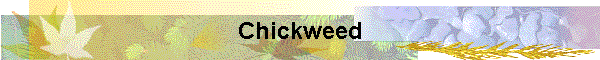 Chickweed