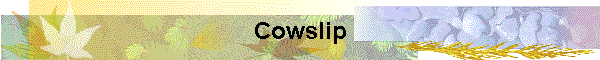Cowslip
