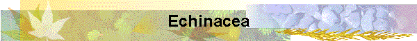 Echinacea