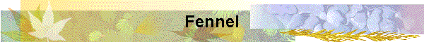 Fennel