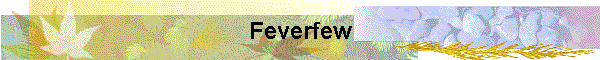 Feverfew