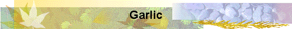 Garlic