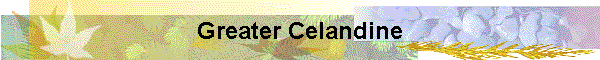 Greater Celandine