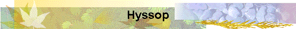 Hyssop