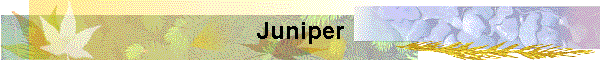 Juniper