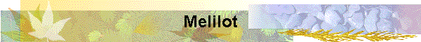 Melilot