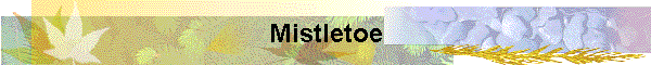 Mistletoe
