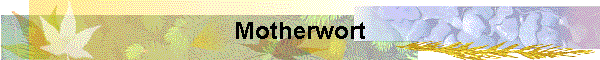 Motherwort