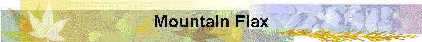 Mountain Flax