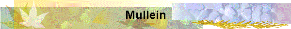 Mullein