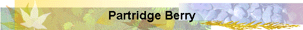 Partridge Berry
