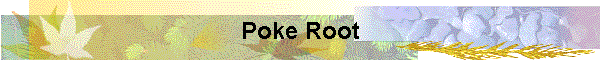 Poke Root
