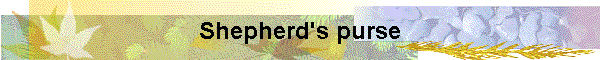 Shepherd's purse