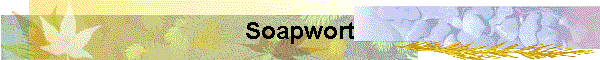 Soapwort