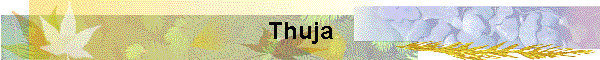 Thuja