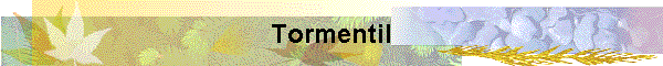 Tormentil