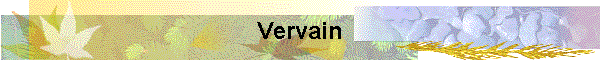 Vervain