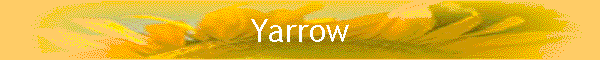 Yarrow